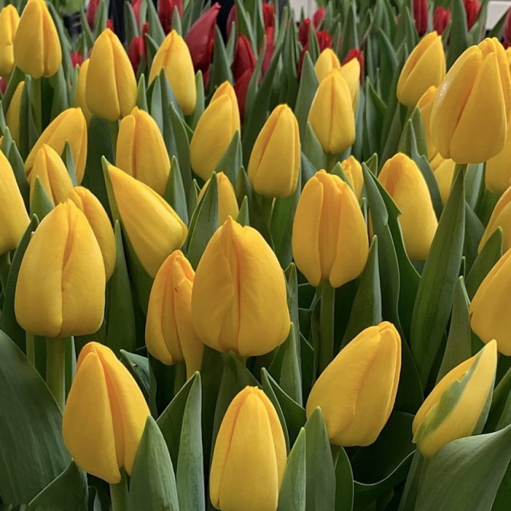 Tulipa 'Novi Sun'